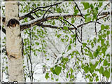  ,      ..       ,            ,     . , .   ,   .         .   -  :)
: 4
: 48370
: 2007-06-10
: 91 Kb