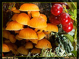      ,     !                .
: 5
: 58222
: 2007-05-17
: 109 Kb
